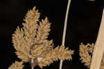 Foxtail flatsedge